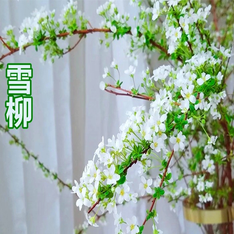 古达雪柳干枝水养鲜枝水培室内盆栽易活植物花束好养的喷雪花遇水开花报价 参数 图片 视频 怎么样 问答 苏宁易购
