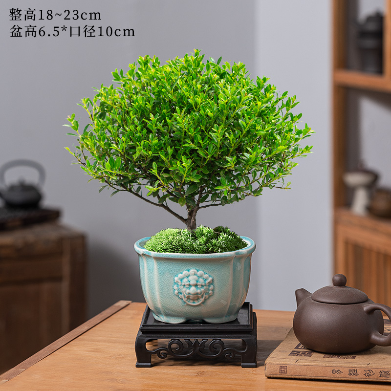 小叶赤楠老桩盆栽盆景迷你植物室内花卉办公室桌面小绿植好养四季 精品小叶赤楠+双狮子头盆+底托+苔藓
