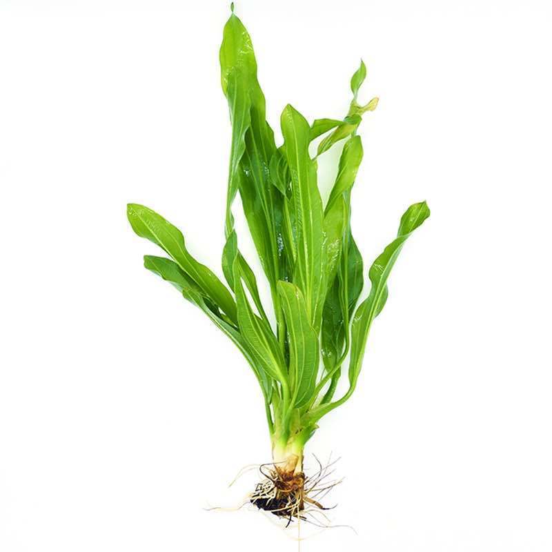 鱼缸活体水草大叶绿九冠绿九冠中后景水草阴性草绿九冠 皇冠草 一颗