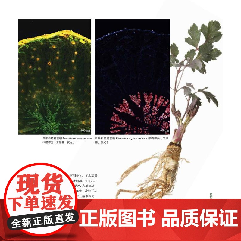 [店]药用植物显微图鉴高清大图