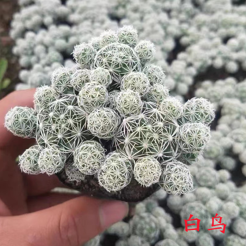 【补贴10%】多肉植物组合盆栽好养套装花卉小盆栽懒人植物老桩桌面法师不需 白鸟