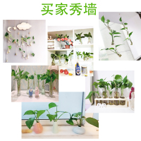 水培绿萝裸根水养绿植物15株水养绿萝 不含盆