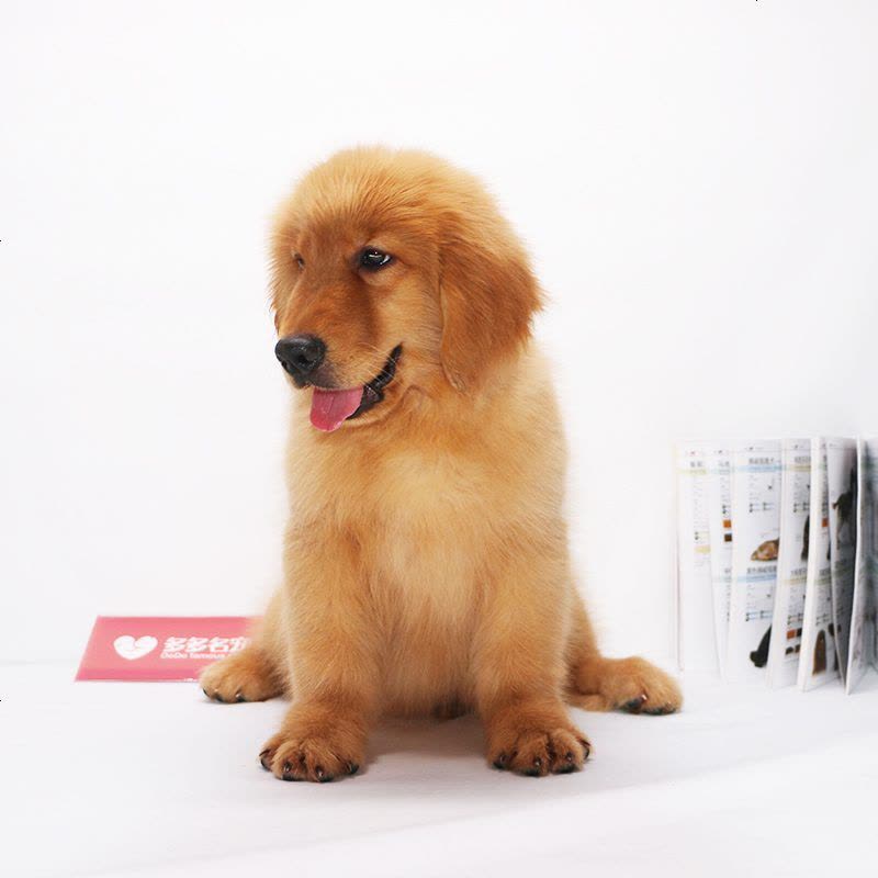 大头金毛犬宠物狗狗 派朵纯种金毛犬幼犬 纯种大头金毛犬狗狗 纯种金毛犬幼犬图片