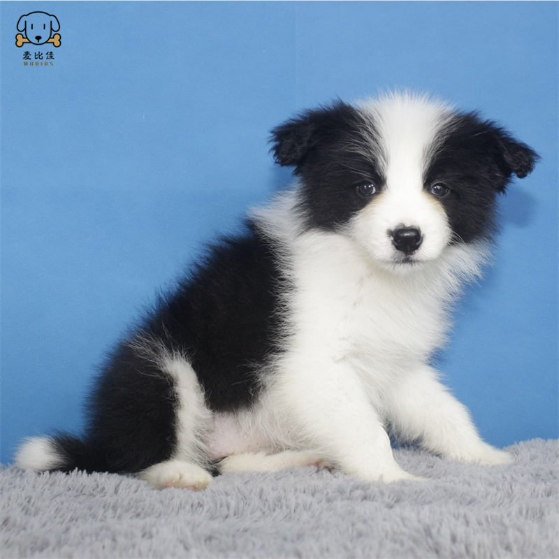 麦比佳 纯种边境牧羊犬幼犬边牧狗狗活体幼犬 双血统赛级高品质黑白三通牧羊犬 高智商边境宠物狗三通七白大围脖 可视频挑选高清大图