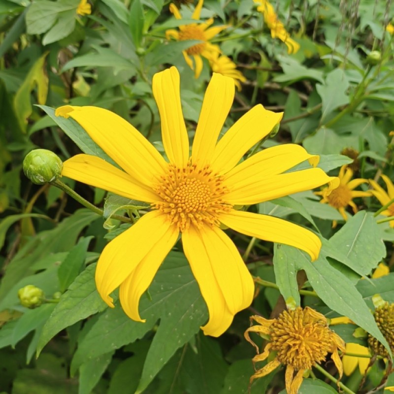 肿柄菊 2000粒