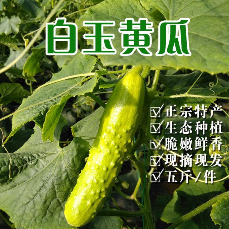 海阳白黄瓜荷兰小黄瓜农家新鲜蔬菜有机水果黄瓜青瓜5斤装