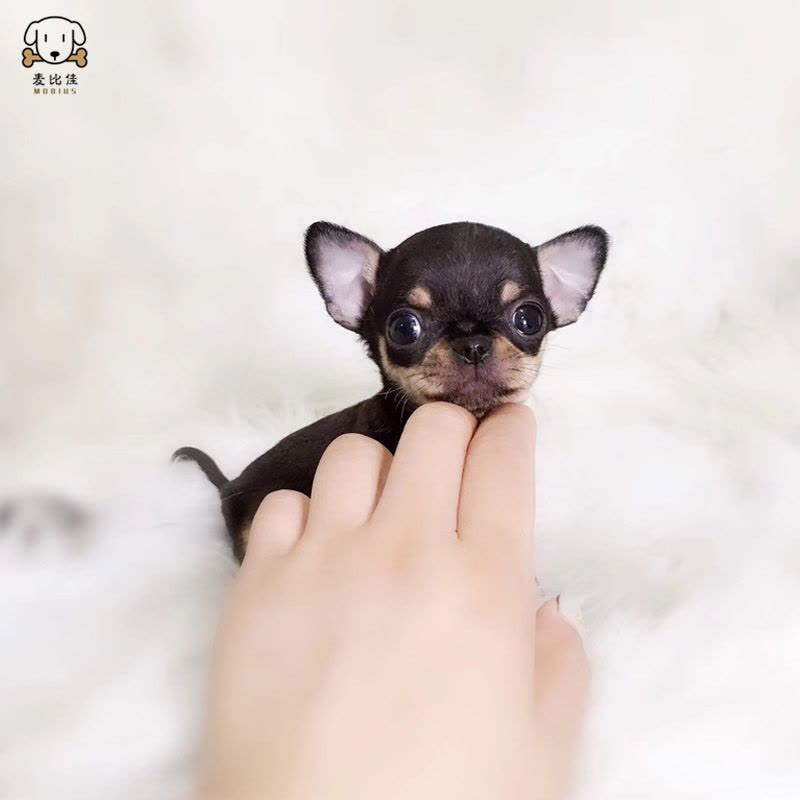 麦比佳 吉娃娃狗狗活体 纯种双血统小体吉娃娃狗狗 宠物狗吉娃娃苹果头铁包金娃娃狗黑白花长不大迷你墨西哥吉娃娃犬图片