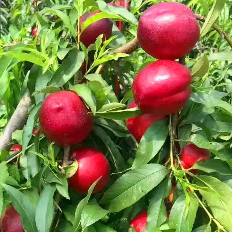 鲜贝达 黄心油桃5斤装桃子新鲜水果高清大图