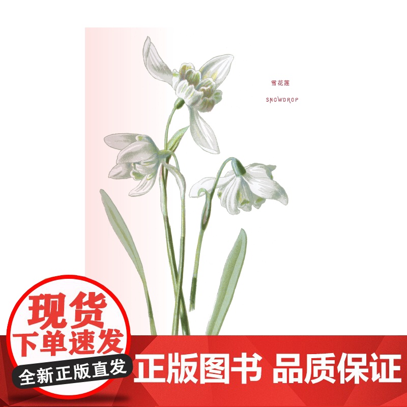 花之语 英国古典版画里的花草秘事 崔莹著 150幅高清彩色石版画 手绘和石版彩印的完美结合 生活·读书·新知三联书店高清大图