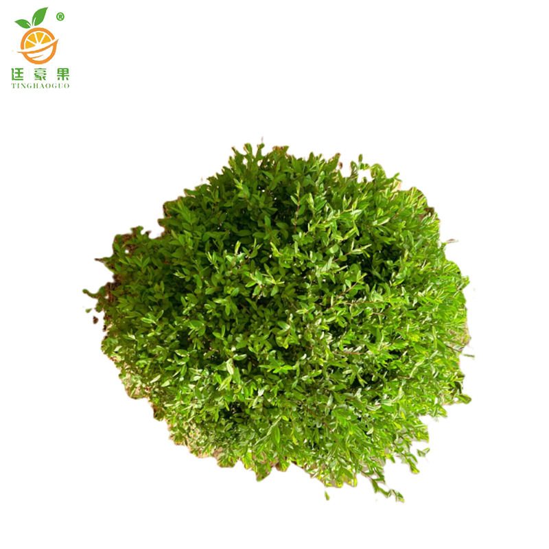 廷豪果 水蜡球 冠幅80cm /棵高清大图