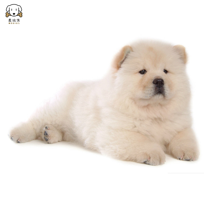 麦比佳松狮犬幼犬松狮狗狗活体纯种双血统大骨架大肉嘴松狮狗赛级面包嘴中大型家庭犬米白色黄色黑色 视频挑选高清大图