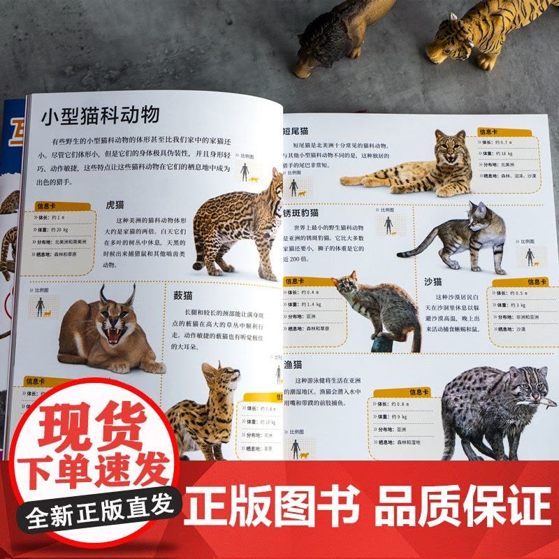 DK小科学馆·大型猫科动物图片