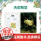 正版 真的有龙吗?自然界的“龙”图鉴,高清特写照片揭秘10种神秘的“龙”的真实身份阿尼塔·加纳利著天闻角川湖南美术出