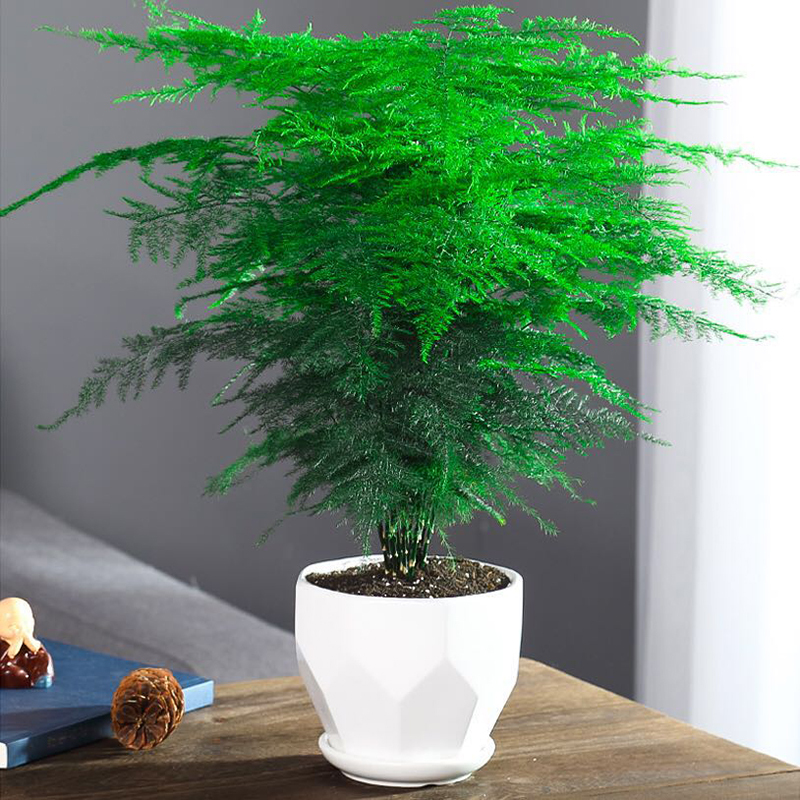 文竹盆栽植物室内办公室绿植花卉盆栽盆景四季常青小盆栽参数配置 规格 性能 功能 苏宁易购