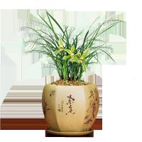 春兰【皎月】绿植花卉兰花苗银边金边复轮浓香耐花卉盆栽客厅阳台卧室办公桌室内皎月1棵6苗裸根货