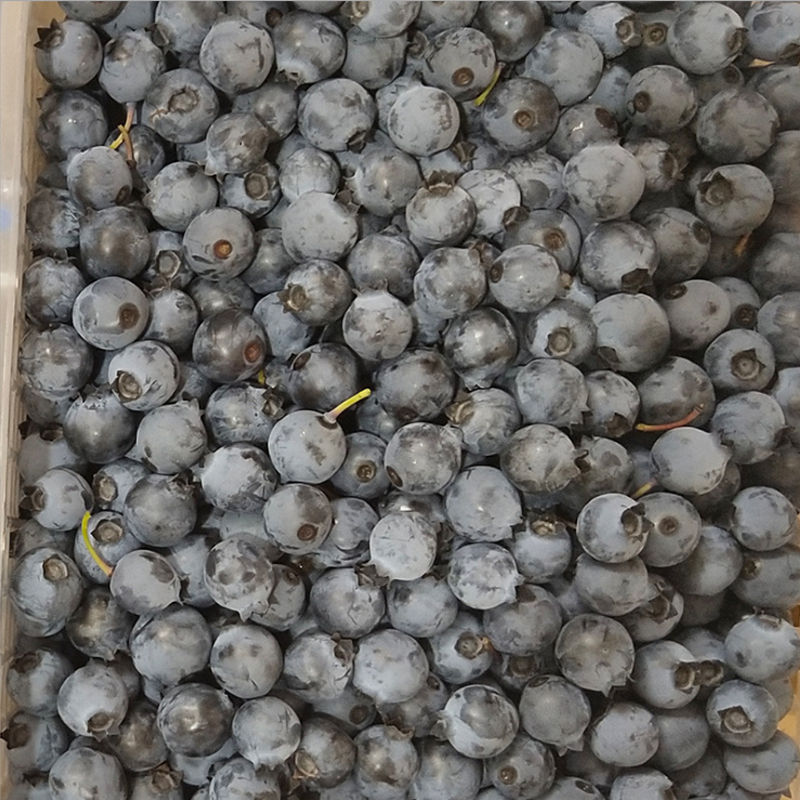 新鲜蓝莓8盒 125g/盒 单果12mm左右 当季新鲜孕妇水果脆甜蓝梅甜浆果整箱 陈小四水果