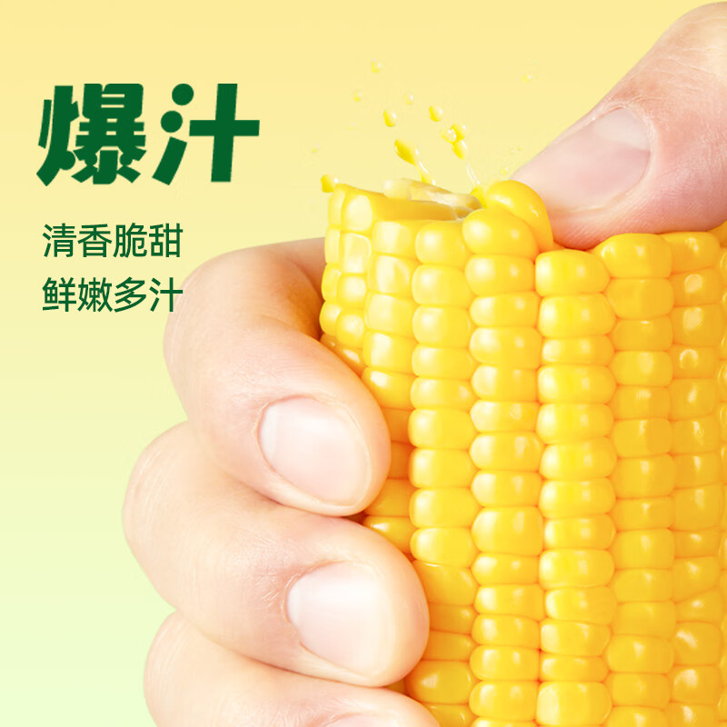 十月稻田五常大米优质新米有机无污染长粒香米非转基因生态种植高清大图