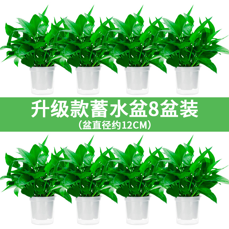 绿萝长藤垂吊植物室内弹痕水培绿箩花盆吊兰栽好办公室养绿植报价 参数 图片 视频 怎么样 问答 苏宁易购