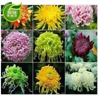 盆栽菊花苗菊花大苗室内庭院花卉绿植四季菊花大苗当年开花蓝冰冰一颗不含盆