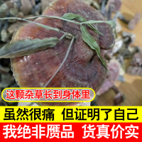 野外灵芝干货500克 整朵大个 大别山天然林芝 白马尖山民灵芝