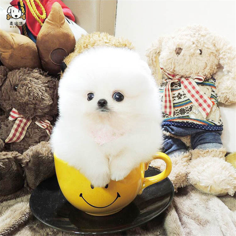 麦比佳狗狗活体 纯种博美犬幼犬活体宠物狗狗哈多利系球体博美狗 玩具型博美犬 茶杯犬长不大博美日系俊介犬高清大图