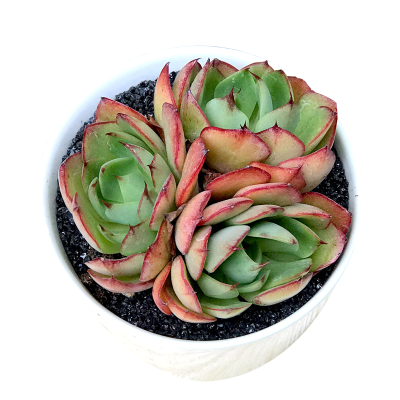 津沽园艺花卉绿植盆栽多肉植物盆栽肉肉植物含盆土多肉植物白瓷盆套装1套图片 高清实拍大图 苏宁易购