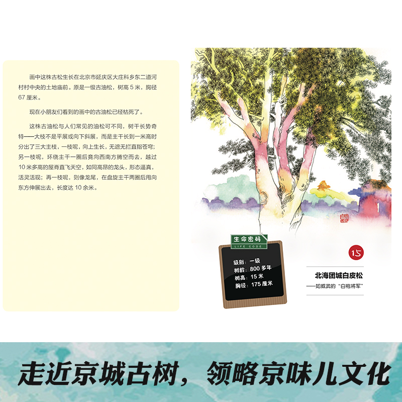 [正版]素描京城古树 王晨绘孙惠英文地域京味儿文化科普古树名木知识延伸北京园林生态广东人民出版社高清大图