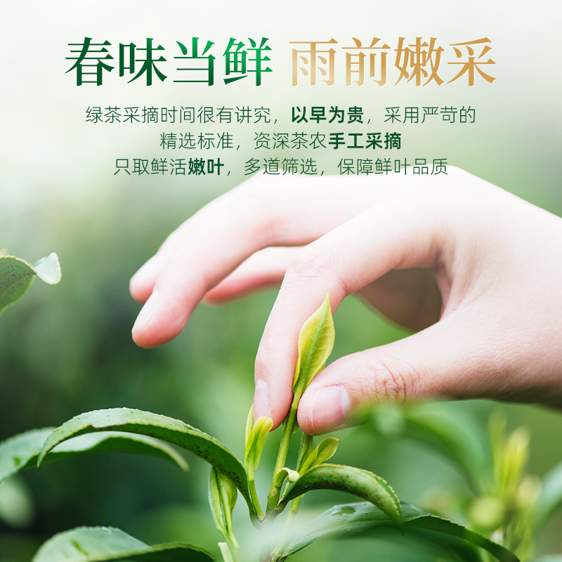 茶马世家信阳绿茶袋装250g*2高清大图