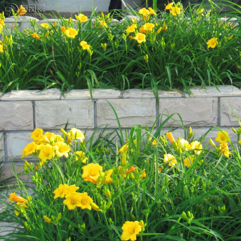 金娃娃萱花南方北方室外庭院花园阳台耐寒花卉花坛花植物