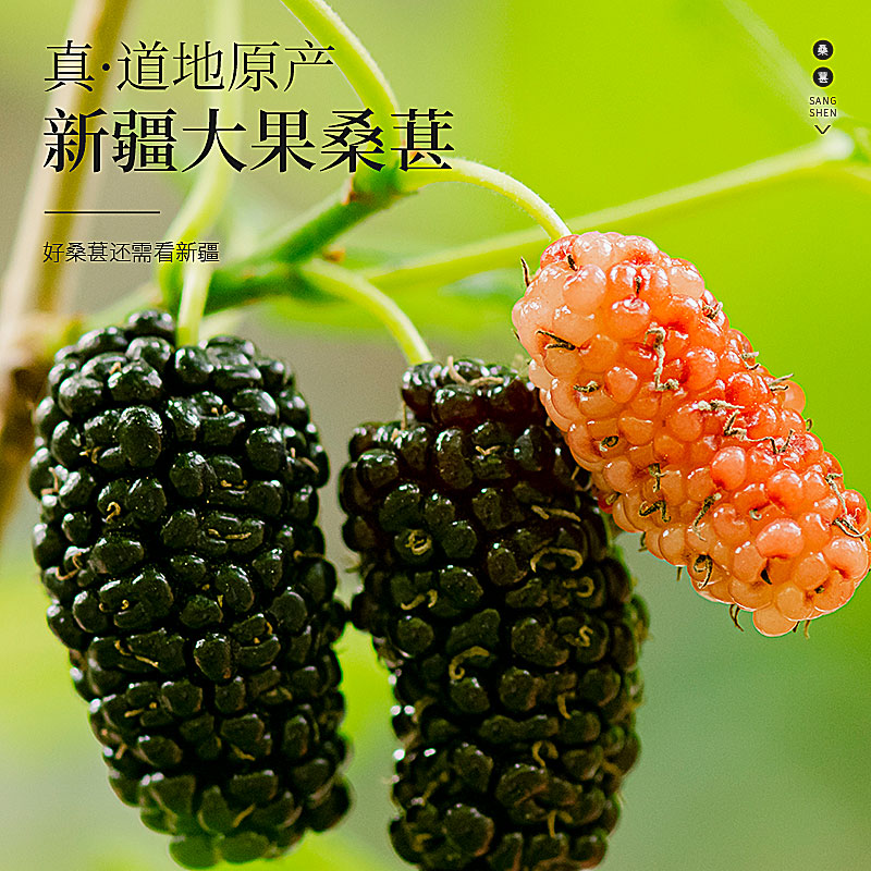 庄民桑葚干 黑桑椹子桑果子110g/罐 大颗粒 精选无沙 泡桑葚酒 新疆桑椹高清大图