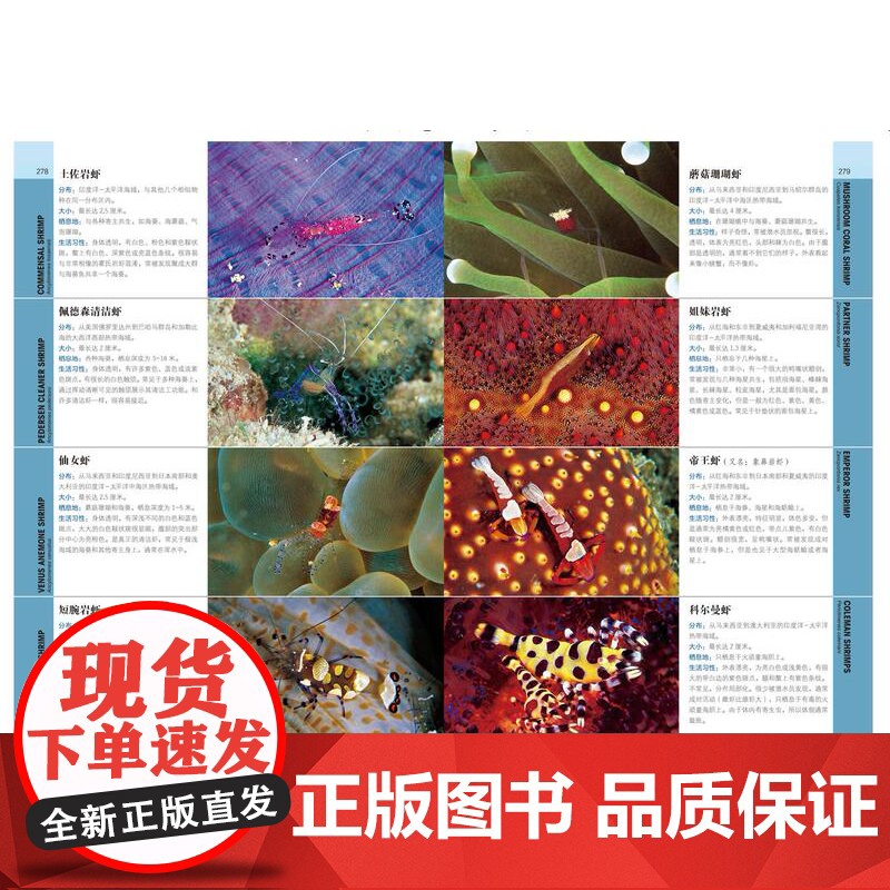 潜水鱼书 第3版 1200种海洋生物 1300张全彩图片 海洋 鱼类 潜水 科普 水下摄影 鱼类识别 北京科技高清大图