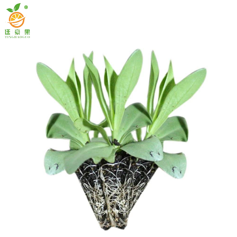 廷豪果 洋桔梗 杯苗 /盆高清大图