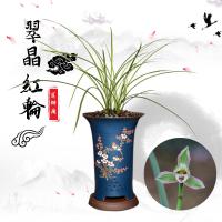 兰花莲瓣兰【翠晶红轮】银边鹤艺兰花苗帝王妃浓香不带花苞办公室内盆栽花卉盆栽盆景花卉盆栽翠晶红轮一棵两苗裸根不带盆