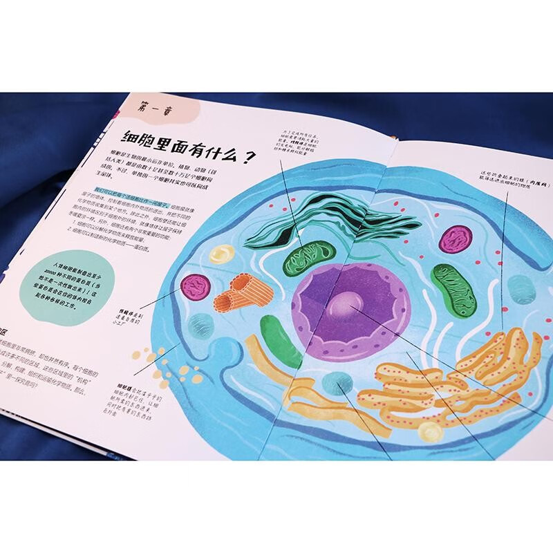 全套10册 [正版]人体亿万细胞之国 给孩子的手绘微生物简史 全套2册 8-14岁 人体细胞知识科普百科 细菌病毒绘本科高清大图
