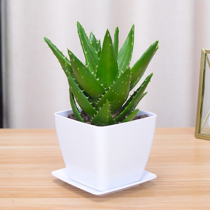 不夜城芦荟盆栽办耐旱绿植公桌室内桌面植物吸甲醛精华空气防辐射