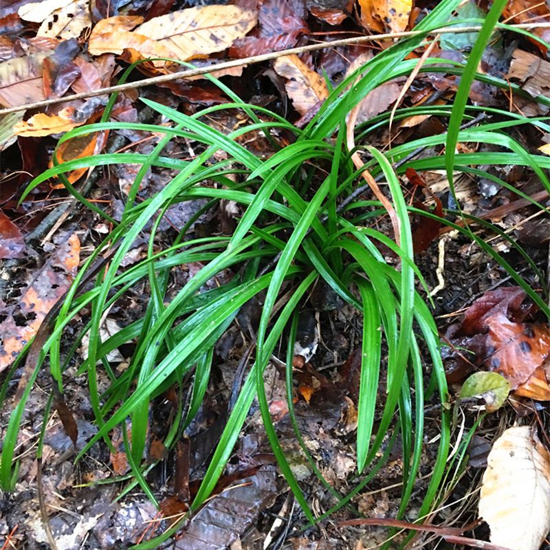 蕙兰春兰带花苞九头兰夏兰大花蕙兰草花卉盆栽花香浓郁 春兰2-5苗 不