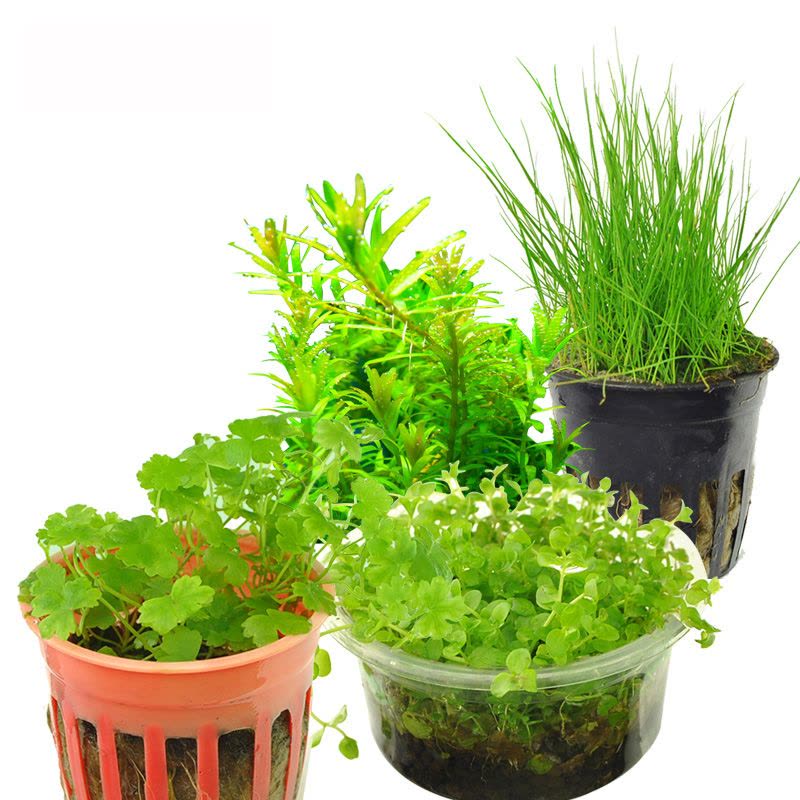 水 鱼缸造景前景爬地矮珍珠天湖荽牛毛毡凤尾苔三角莫丝藻球图片