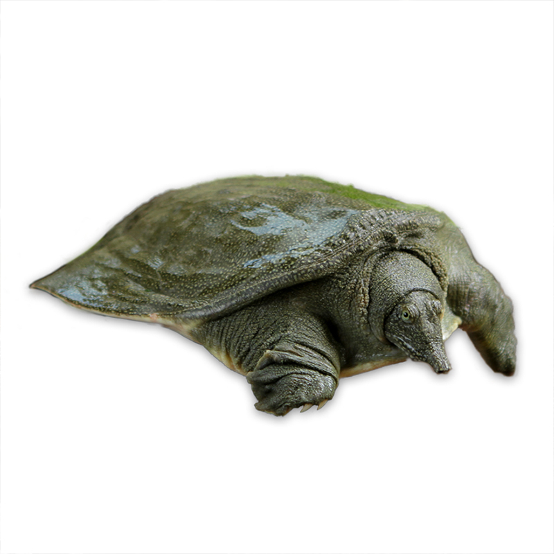 易果生鲜大湖有机甲鱼1只0911kg只