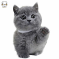麦比佳 英短蓝猫 矮脚猫蓝胖子 纯种网红曼基康矮脚蓝猫 双血统级英国短毛猫英短蓝猫活物宠物猫咪幼崽疫苗驱虫公母有视频挑选
