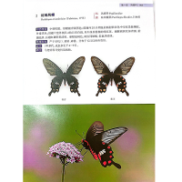 正版新书]浙江乌岩岭国家级自然保护区蝴蝶图鉴刘宝权9787308223