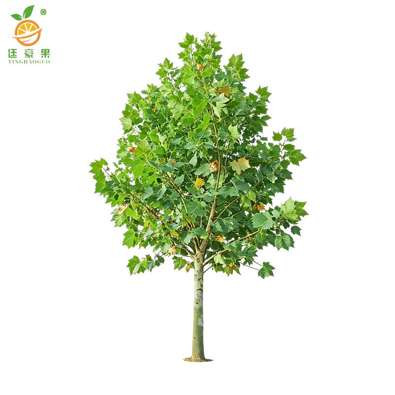 廷豪果 梧桐树 6-8cm 株高清大图