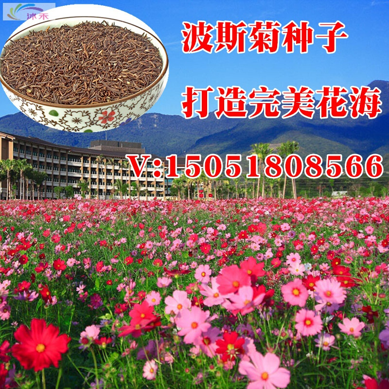 北园湖园艺用品波斯菊种子四季易种格桑花种籽子野花组合花籽景观花草植物花种子 价格图片品牌报价 苏宁易购花中岛园艺专营店