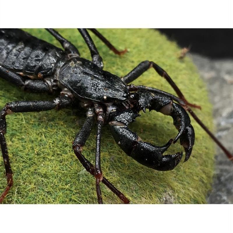 亚成一只 宠物鞭尾蝎 鞭蝎雷达蝎活体雨林蝎 巨型宠物蝎子蜘蛛另类