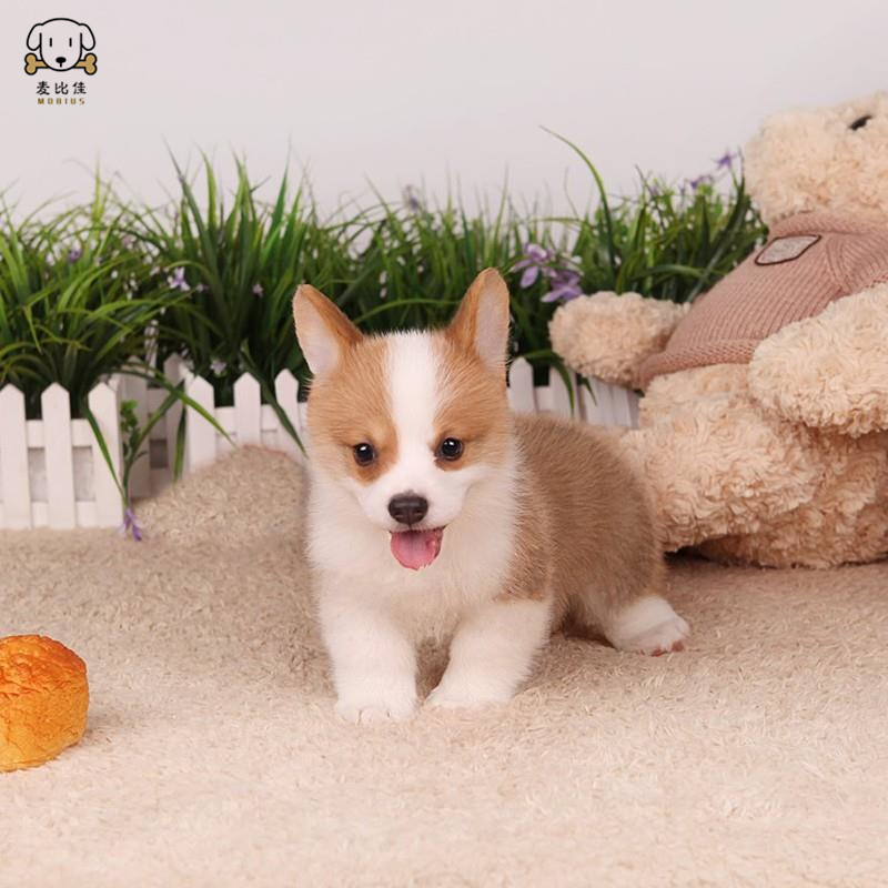 柯基犬幼犬 柯基狗狗活体 纯种血统级双色三色柯基犬小狗 贵族矮脚骑士断尾迷人柯基小体柯基可视频挑选高清大图