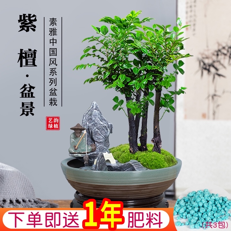 小叶紫檀盆栽 报价行情 排行 品牌 参数 怎么样 图片 商家 苏宁易购