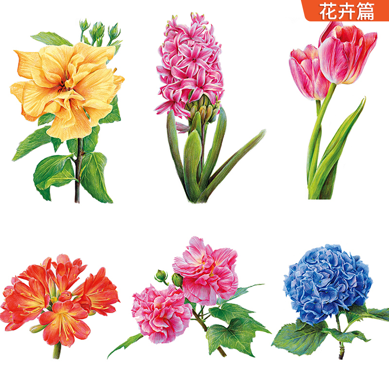 [醉染正版]彩铅临摹卡花卉篇+动物篇+美食篇+综合篇四册 一线美誉步骤对应视频教学美术绘画卡片兴趣高清原创彩铅美术临摹学高清大图