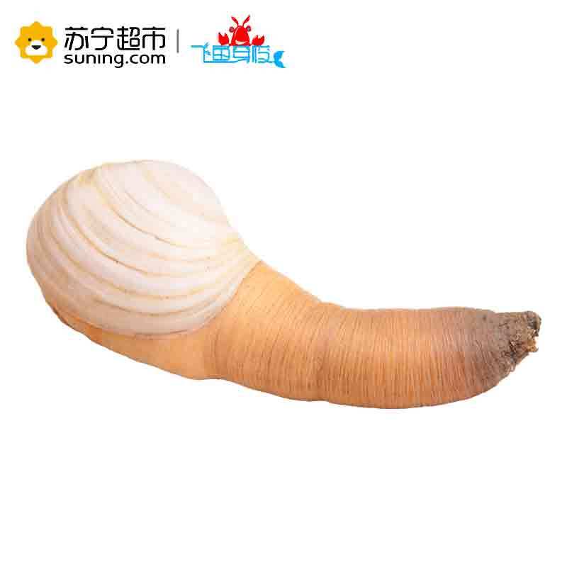 【苏宁生鲜】【活鲜】朝鲜 象拔蚌 450-500g 刺身级 顺丰冷链空运 海鲜水产