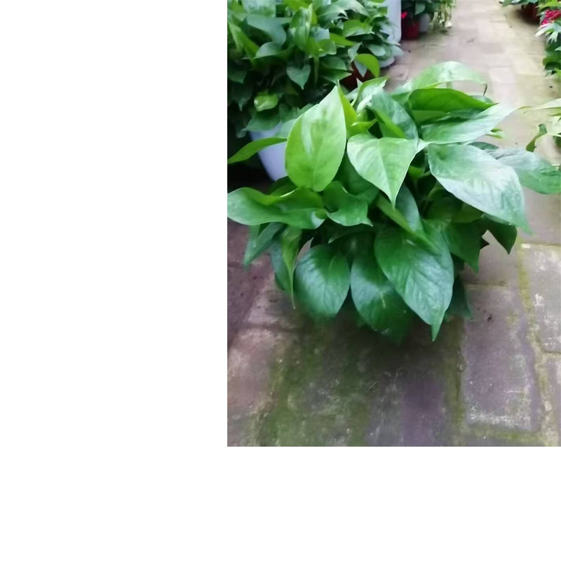 小盆绿植绿萝