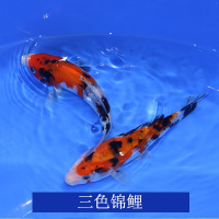 马特维（matewei）锦鲤锦鲤日本纯种红白昭和白写冷水鱼风水鱼丹顶锦鲤观赏鱼 默认尺寸 桔色三色锦鲤20-23CM