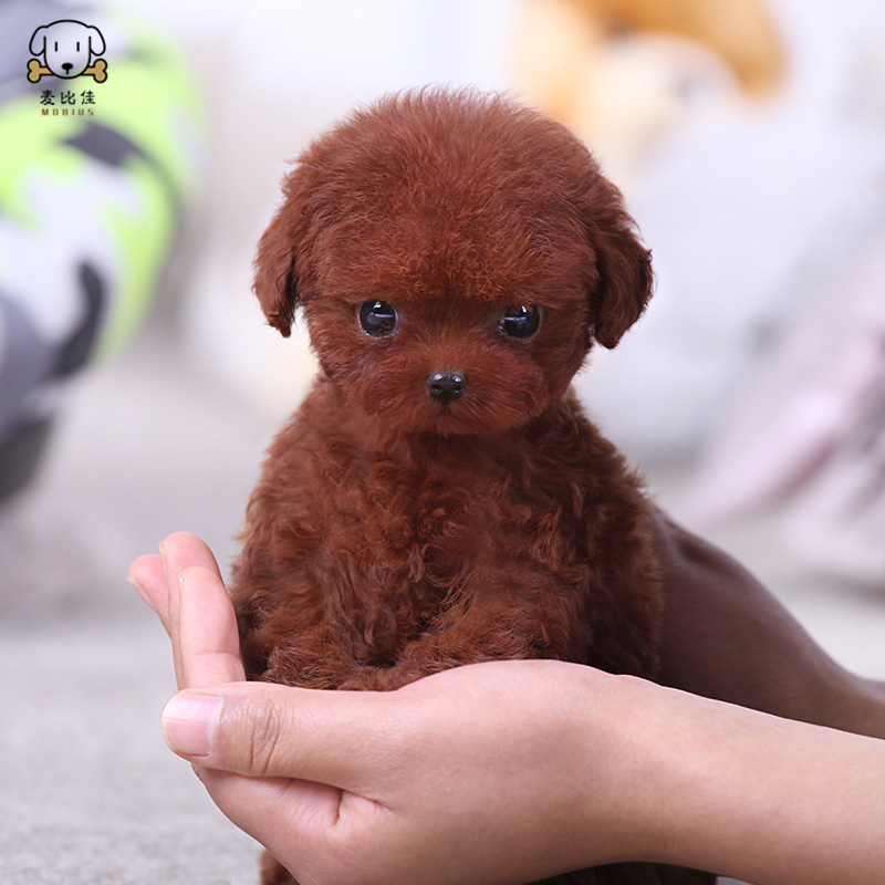 麦比佳泰迪犬幼犬 泰迪犬狗狗活体茶杯犬泰迪宠物狗小体玩具型长不大微小体贵宾犬泰迪贵宾杯子狗视频挑选包健康狗狗高清大图